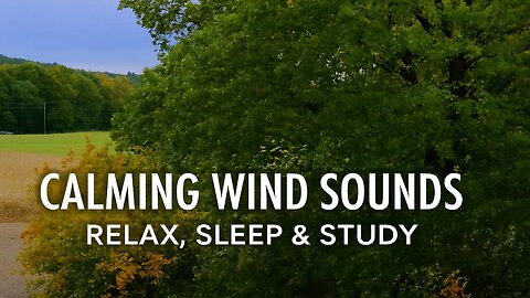 Calming Wind Sounds Through Trees 🌿 | Relaxing Nature Ambience for Sleep, Study & Meditation