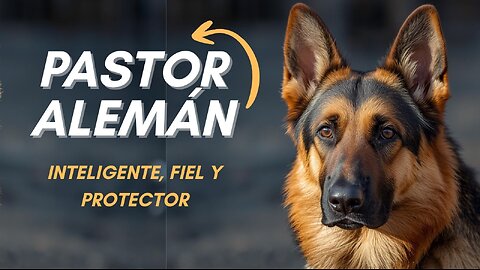🐕 Pastor Alemán: El perro más inteligente y leal del mundo 🐾 | Todo lo que debes saber