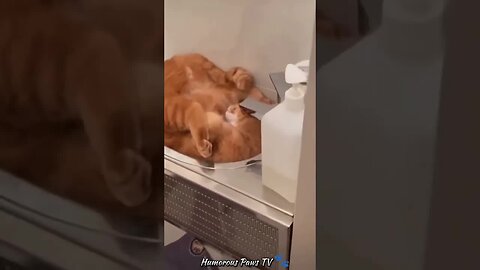 Funny animals 2024😂- Funniest Cats and Dogs Video😹🐶 #37
