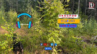 Skogpod 17. juli 2025