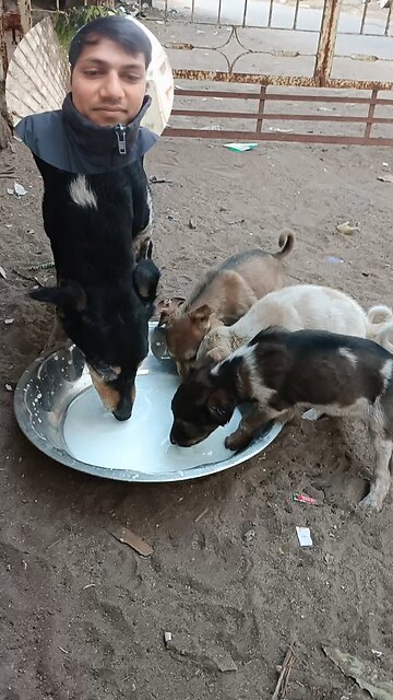 jivdaya mehsana Gujarat