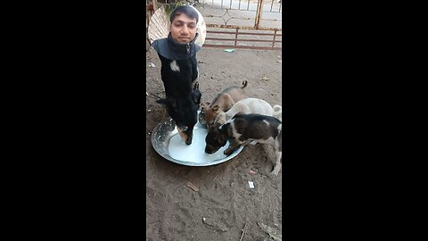 jivdaya mehsana Gujarat