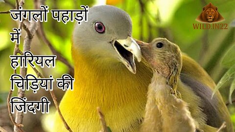 Yello Footed green pigeon 🐦 | Wildlife Documentary| Bird Documentary