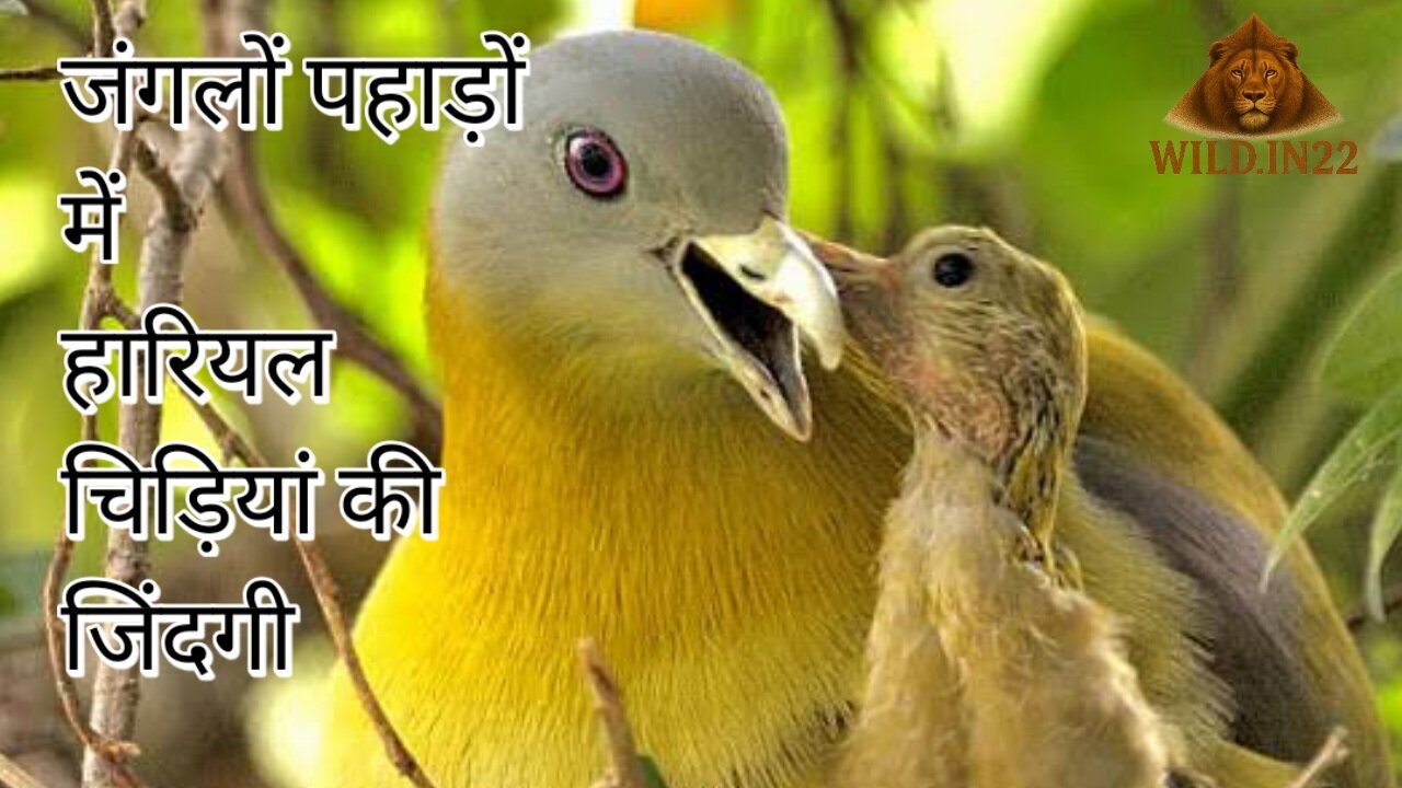 Yello Footed green pigeon 🐦 | Wildlife Documentary| Bird Documentary