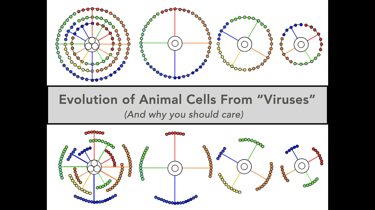 Why do animals have so many different kinds of cells?