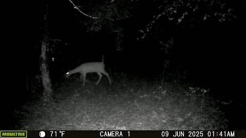 Trailcam