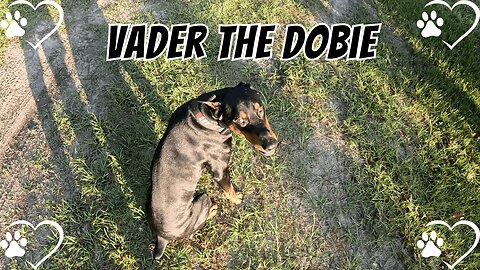 Doberman Morning Drama: He Wants to See His Girlfriend! 😂🐾❤️ | Backyard Zoomies & Sassy Talk