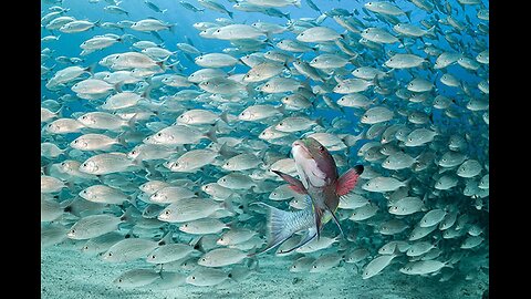 43 - The Secret Life of Jesus - The Miracle of Fish