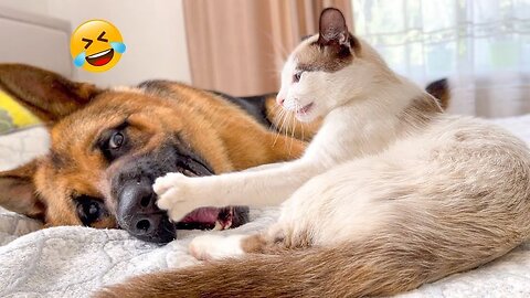 Funniest Dogs and Cats of 2025 Try Not To Laugh