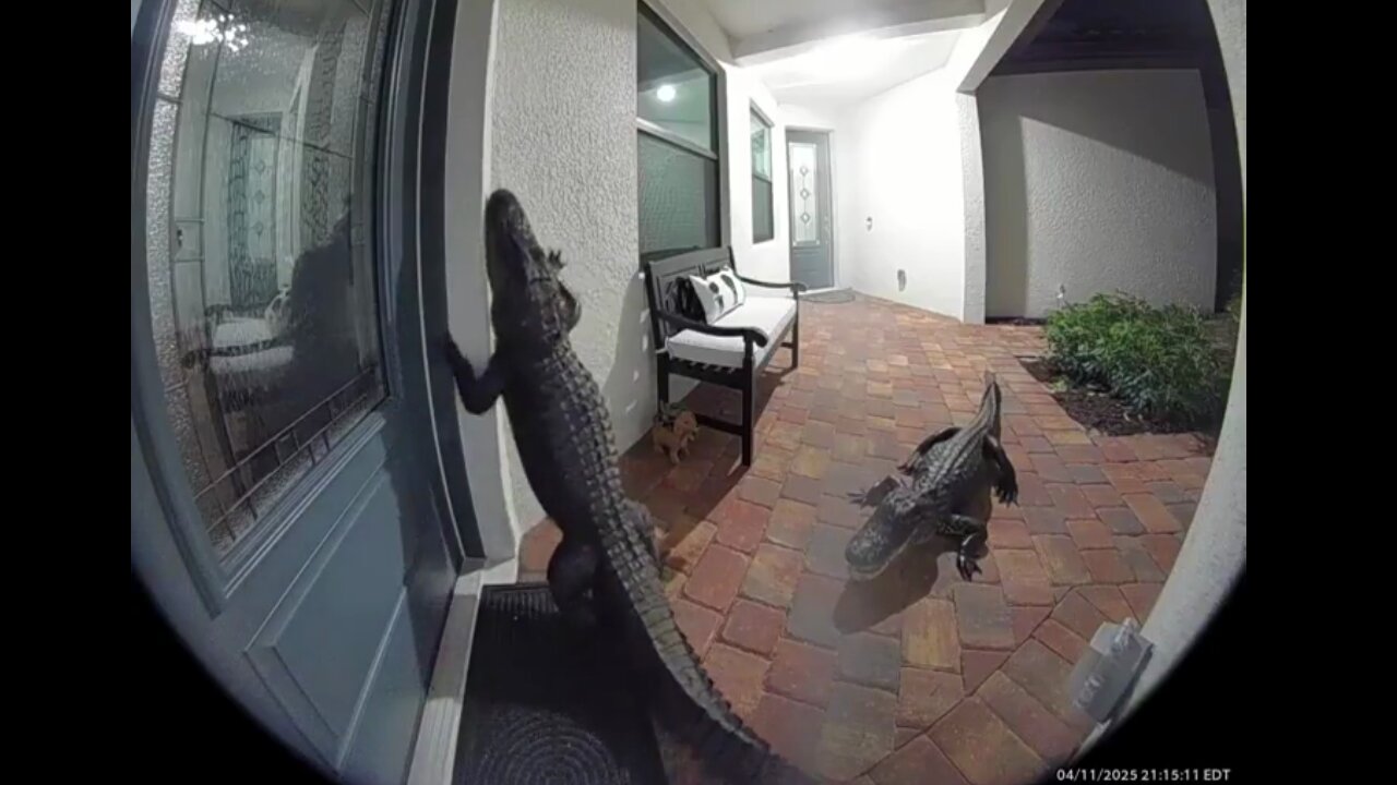 Florida Front Door Gator