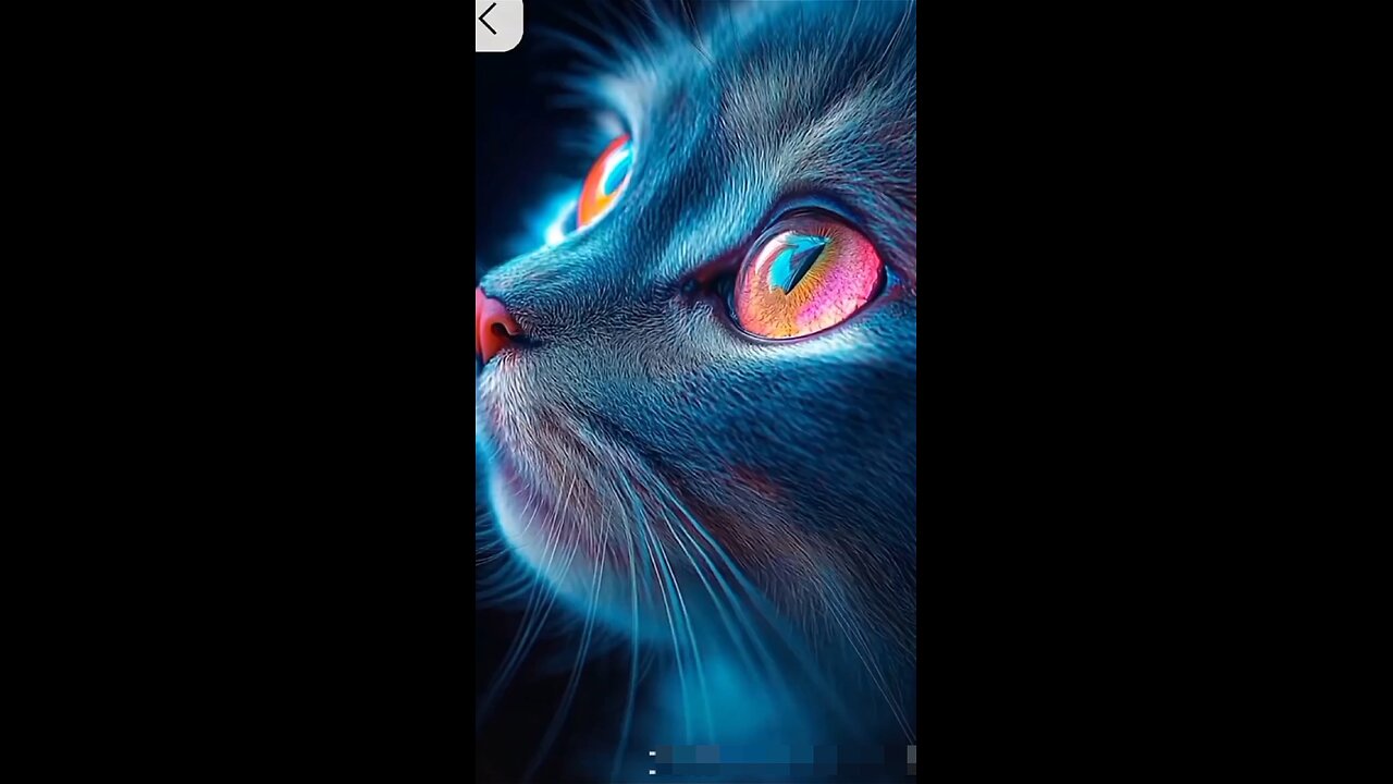 cat unique story