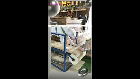 Dogs Being Hilarious 🤣 | Funniest Pet Fails & Cute Reactions!" don't miss 🙋💁|| watch till end 😂