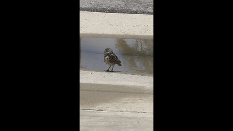 Don’t Poop Where You Drink LOL! | 4K