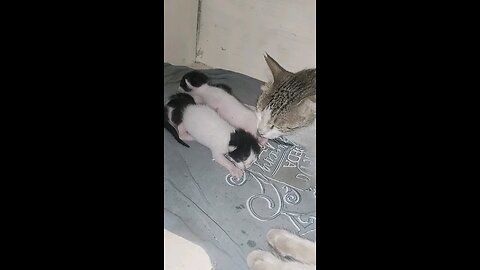cat Babies