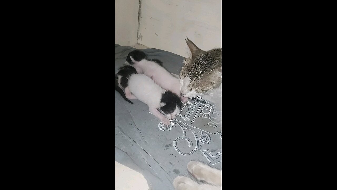 cat Babies