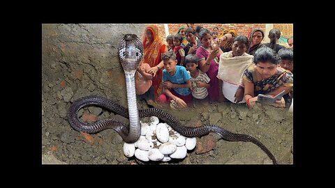 25🥚🥚#🐍🥚⛎ cobra snake eggs in Indian women#very dangerous