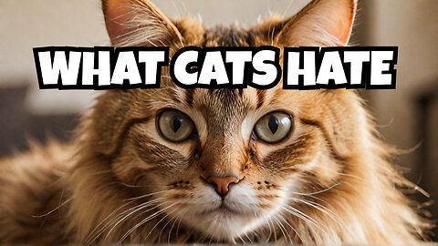 10 Things Cats HATE That You Might Be Doing!