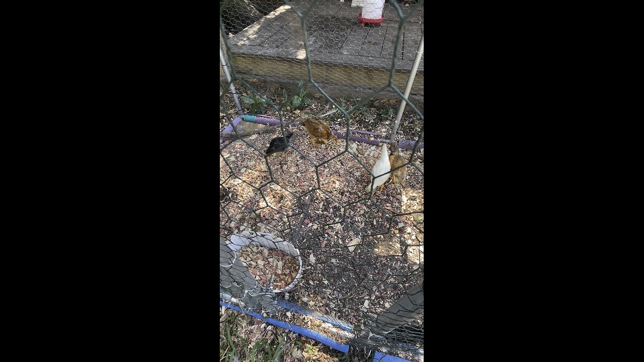 Last batch of baby chicks