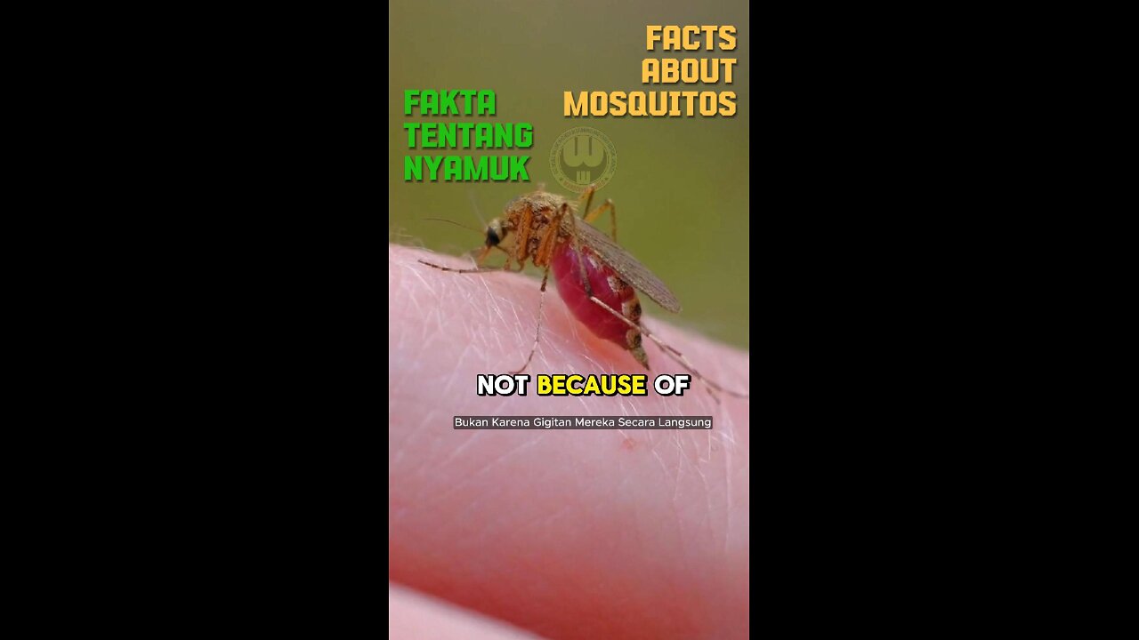 Shocking Facts About Mosquitoes – The World's Deadliest Insect!
