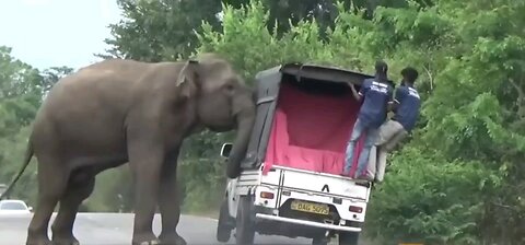 Elephant attacks truck on forest road.