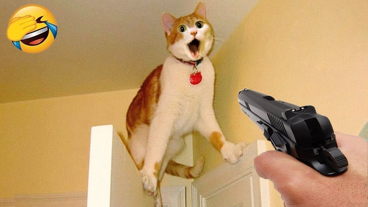 New Funny Cat and Dog Videos 😹🐶 Funniest Animals 🤣 part_01 | 𝐘𝐨𝐮 𝐋𝐚𝐮𝐠𝐡 𝐘𝐨𝐮 𝐋𝐨𝐬𝐞 😍😸😹