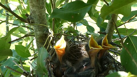 Babby Birds and Bees