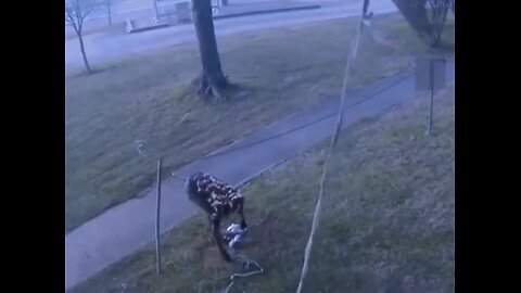 Bold #inmates caught sneaking #contraband with makeshift rope on security cam #jail #security #japd 