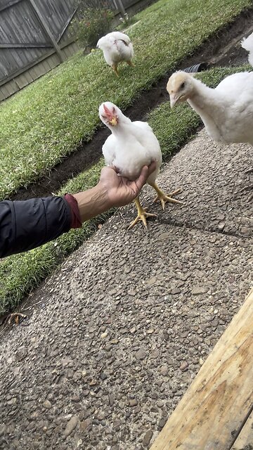 Building a new chicken coop | day 52