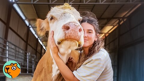 This HUGE Cow Has A Gentle Side Nobody Saw | Cuddle Buddies 
