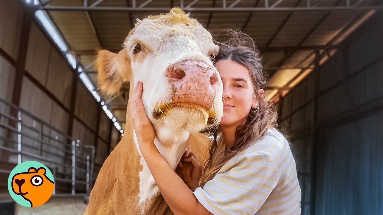 This HUGE Cow Has A Gentle Side Nobody Saw | Cuddle Buddies