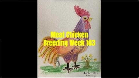 Week 103 Meat Chicken Project