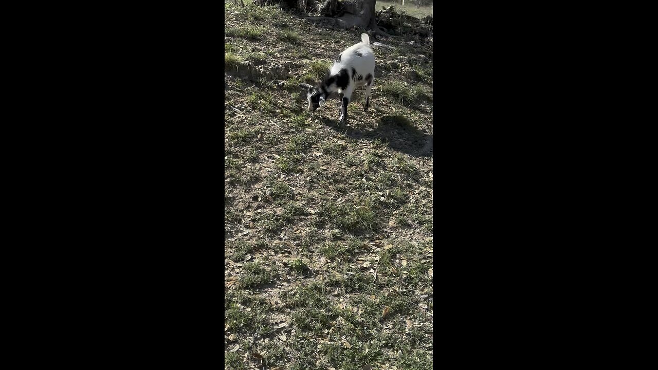 Nigerian dwarf goat