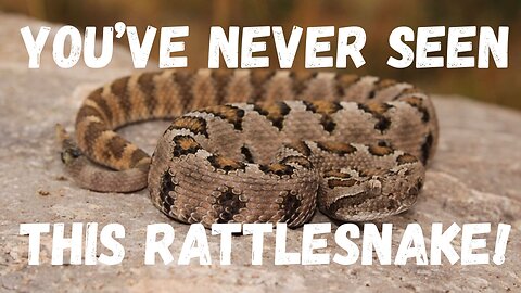 You’ve Never Seen a Rattlesnake Like This
