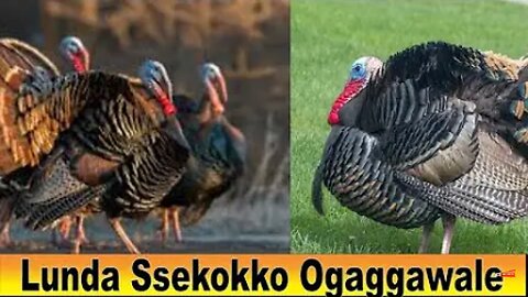 On The Farm: Rearing free range turkeys