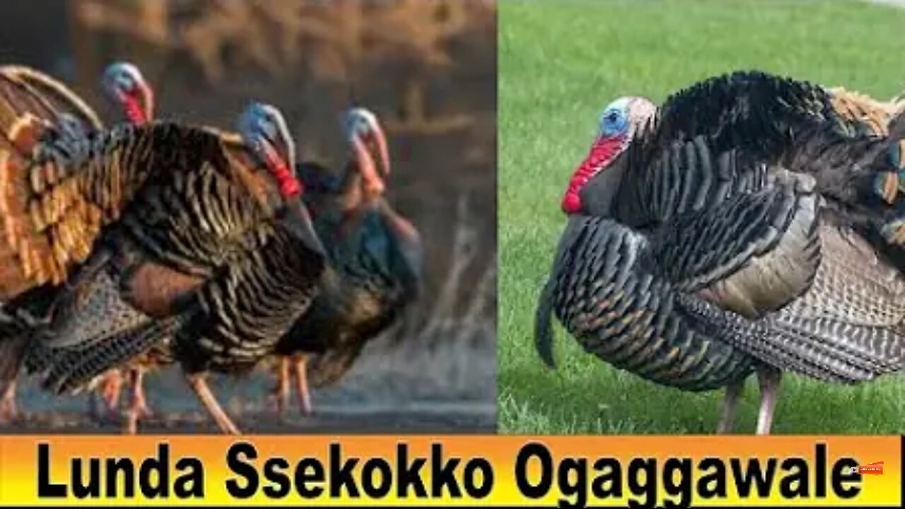 On The Farm: Rearing free range turkeys