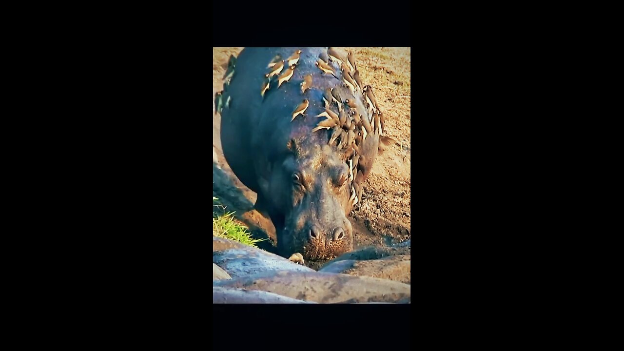 Rare Wildlife Moment: Birds Cleaning Wild Buffalo in the Jungle"