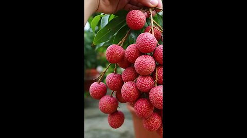 Grow litchi at home 🏡