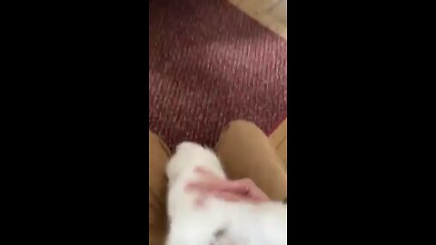 This deaf pup doesn't pay attention whenever he comes home, so he wakes her up gently and watches he
