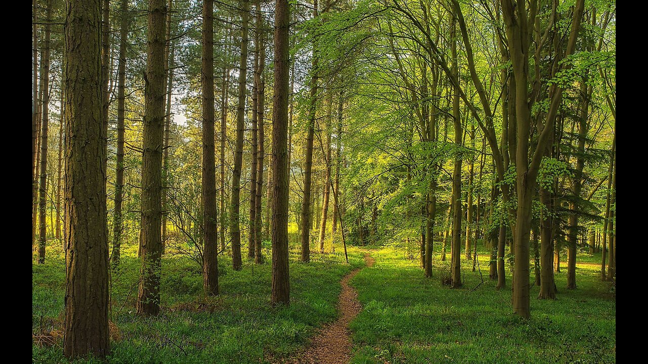 Can't see the Forest for the Trees