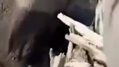 Careful Around Elephants, They are very protective of their young...