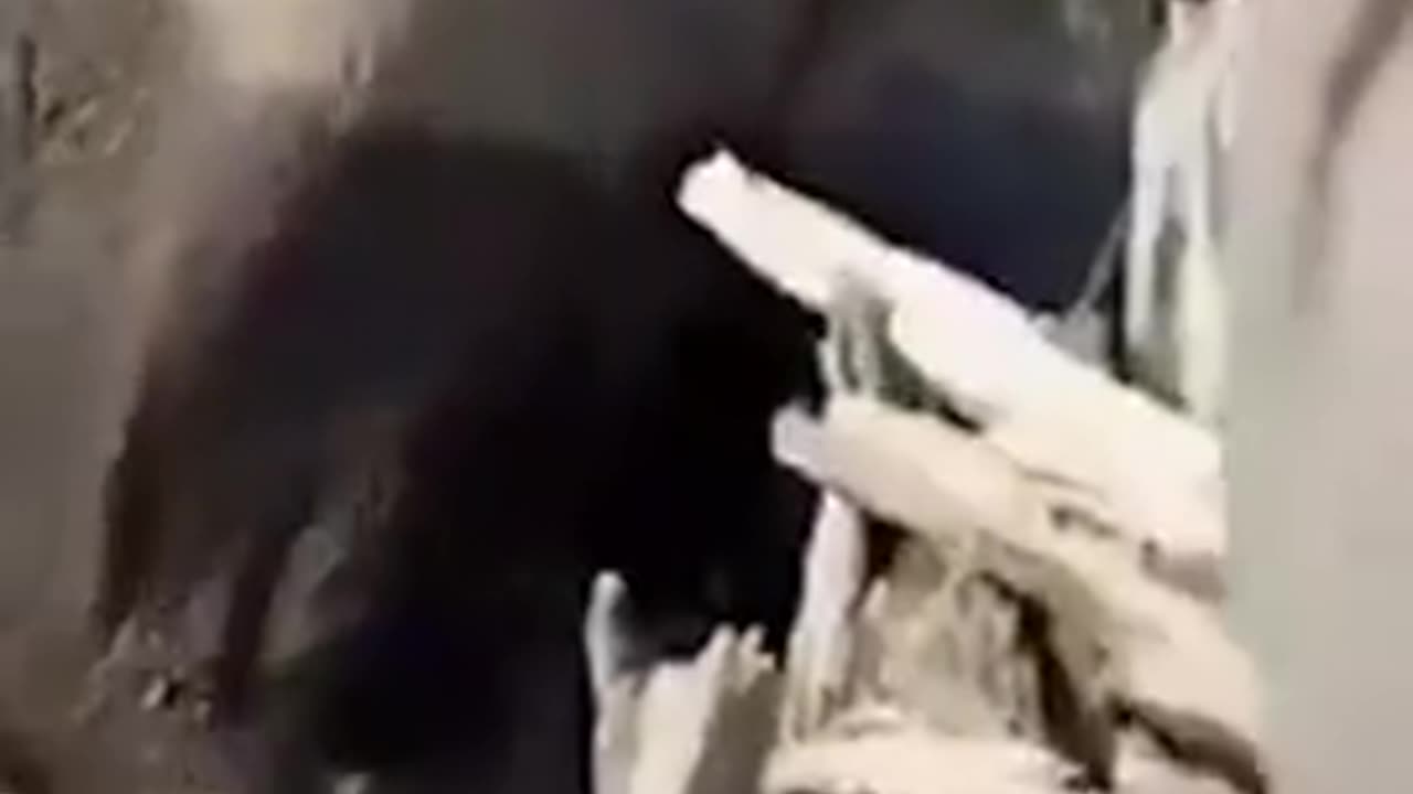 Careful Around Elephants, They are very protective of their young...