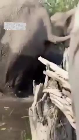 Careful Around Elephants, They are very protective of their young...