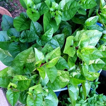 First week of August 2025. Vegetable harvest.
