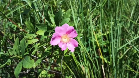 Swamp Rose