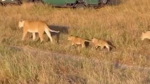 Queen of the Savannah 👑🐾 – A Royal Walk in Masai Mara#LionessQueen 👑 #MasaiMara 🦁 #WildBeauty 🌍