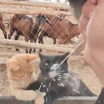 Fresh milk on demand 😊