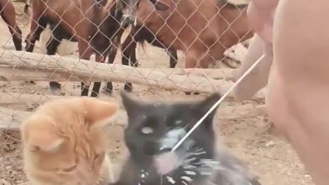 Fresh milk on demand 😊