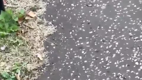 BREAKING: British girls carrying knives and other weapons to protect themselves