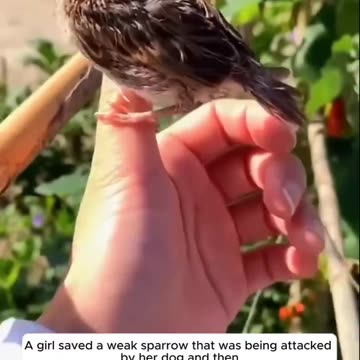 A girl saved a weak sparrow