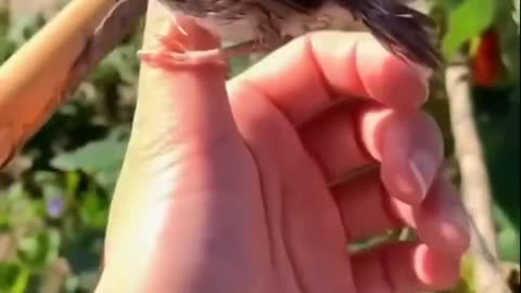 A girl saved a weak sparrow